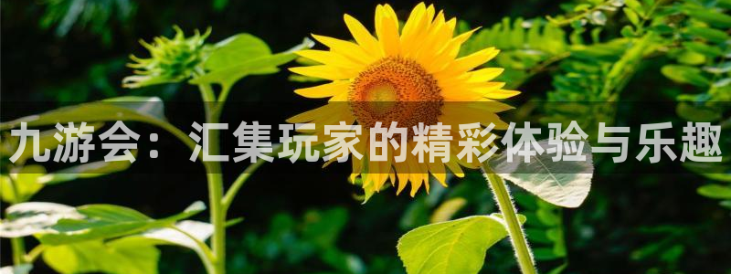 永盈welcome招商：九游会：汇集玩家的精彩体验与乐趣