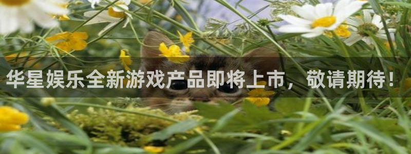 永盈welcome4代理：华星娱乐全新游戏产品即将上市，敬请期待！