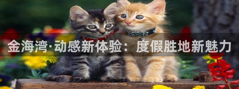 永盈welcomef凯捷注册：金海湾·动感新体验：度假胜地新魅力